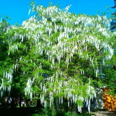 Le Clos Des Palombes Wifi Climatisation Pensión Saint-Pierre-du-Mont (Landes)